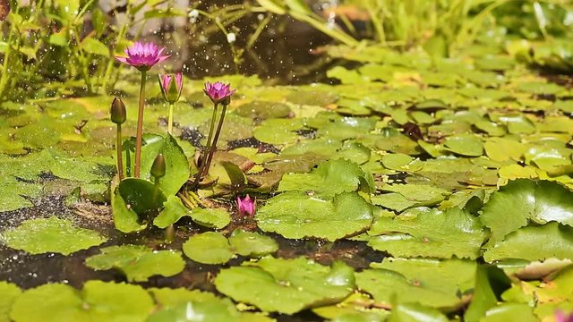 Water garden. Purple pink water Nymphaea in a pond with a fountain. Spray droplets.