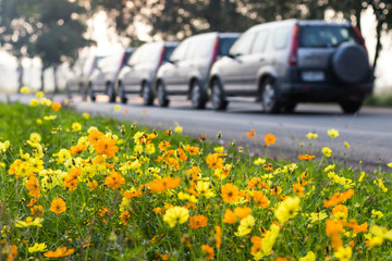 Blurred car with flowers Cosmos.