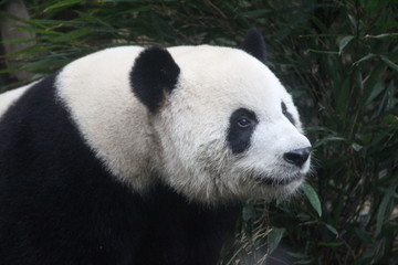 Fototapeta premium Panda in Chengdu