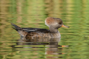Hooded Merganser Female Crest Up 