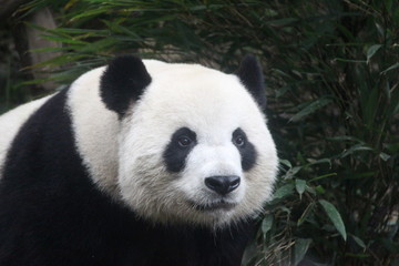 Obraz premium Panda in Chengdu