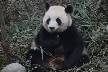 Fototapeta premium Panda in Chengdu