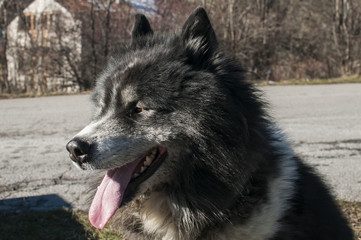 Big mountain shepherd dog head closeup in winter time