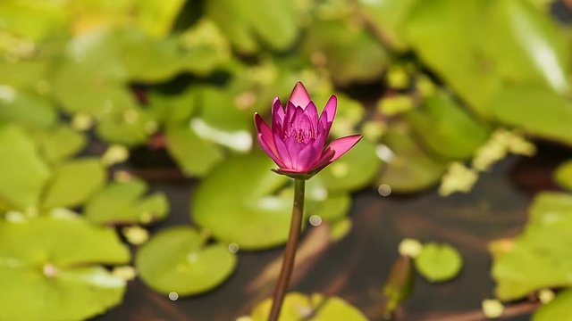 Purple pink water Nymphaea in a pond with a fountain. Water garden. Beautiful flower. Vietnam.