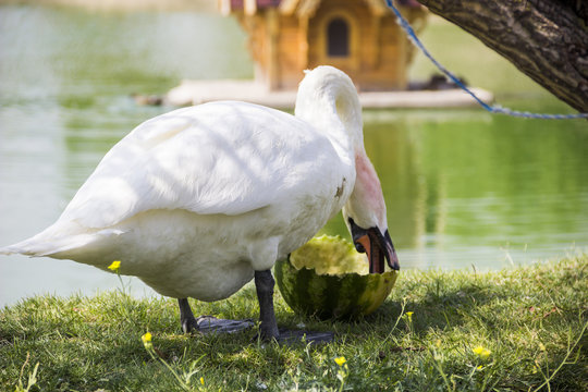 white swan eat the watermelon