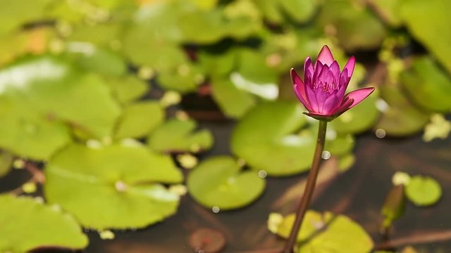 Purple pink water Nymphaea in a pond with a fountain. Water garden. Beautiful flower. Asia.