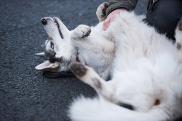 A beautiful husky wolf dog, with yellow eyes and beautiful fur coat, rolling on its back having its stomach stroked.