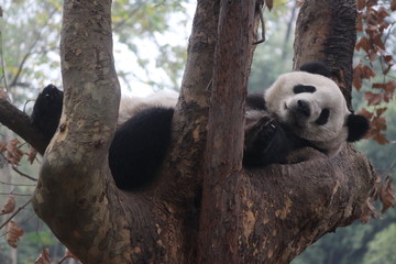 Obraz premium Panda in Chengdu