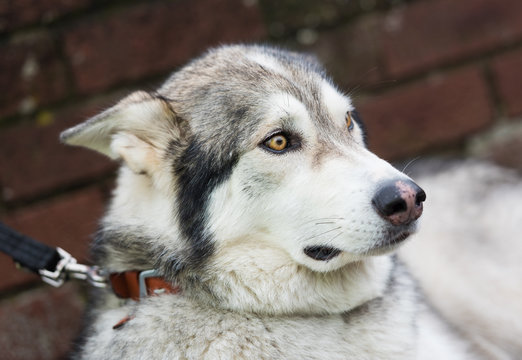 A beautiful husky wolf dog, with yellow eyes and beautiful fur coat, on a lead.
