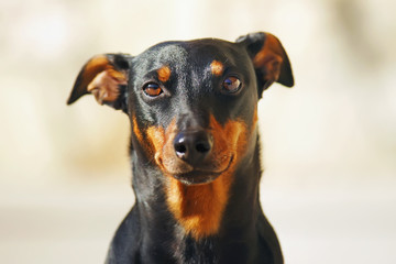 The portrait of a black and tan German Pinscher dog with natural droopy ears
