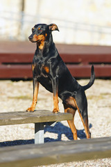 Black and tan German Pinscher dog with natural droopy ears posing outdoors near a wooden bench