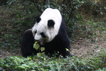 Fototapeta premium Panda in Chengdu