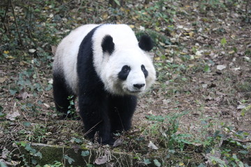 Fototapeta na wymiar Panda in Chengdu