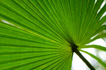 Fototapeta premium Leaf