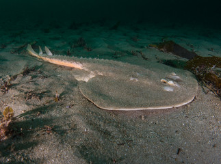 Thornback Ray in sand