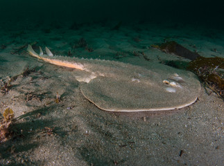 Fototapeta premium Thornback Ray in sand