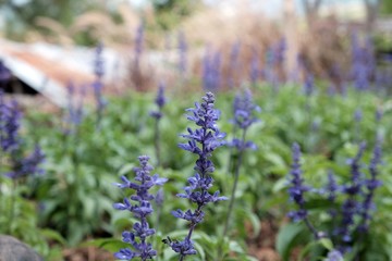 Violet color flower in the garden 