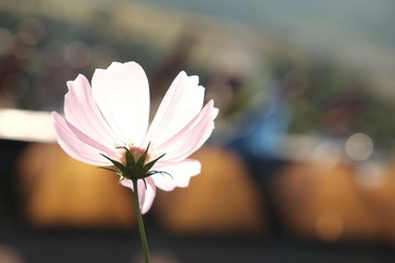 Obraz premium beautiful cosmos flower and sunlight