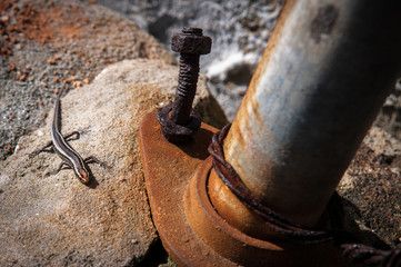 Lizard in the city