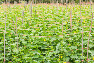 cucumber garden in asia Thailand