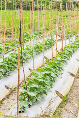 cucumber garden in asia Thailand