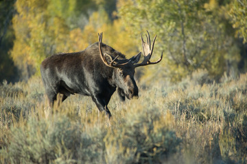 Naklejka na ściany i meble Moose in a field
