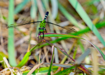 Eastern Pondhawk Dragonfly (Erythemis simplicicollis)