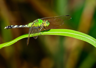 Eastern Pondhawk Dragonfly (Erythemis simplicicollis)
