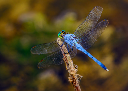 Male blue dasher (Pachydiplax longipennis) dragonfly
