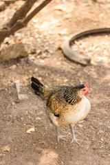 Thai Bantam Chicken, animal