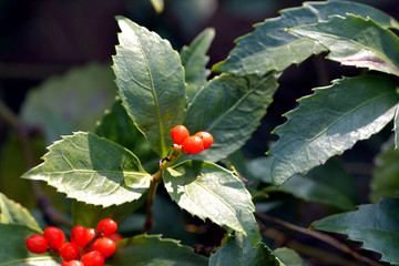 This plant is a Chloranthus-Sarcandra glabra- in Fukuoka city, JAPAN. It is in December.