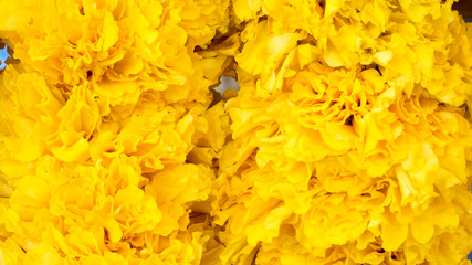 Marigold close up background