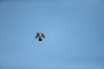 オオタカ,タカ目タカ科