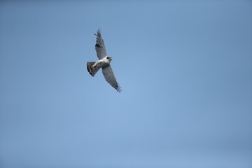 オオタカ,タカ目タカ科