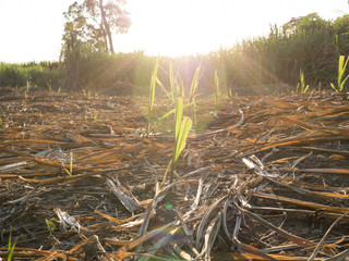 Little sugar cane field with natural flare 