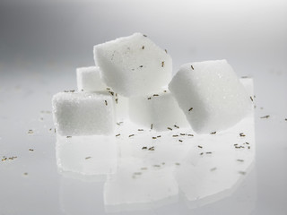 sugar with ants