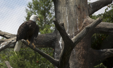 Eagle