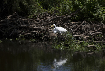 Egret