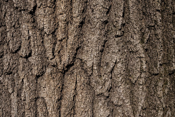 Bark texture