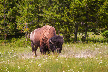 Single Bison Grazing in Yellowstone National Park