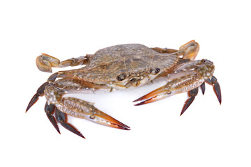whole round fresh blue crab on white background