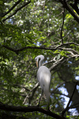 Egret
