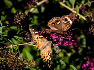 Butterflies