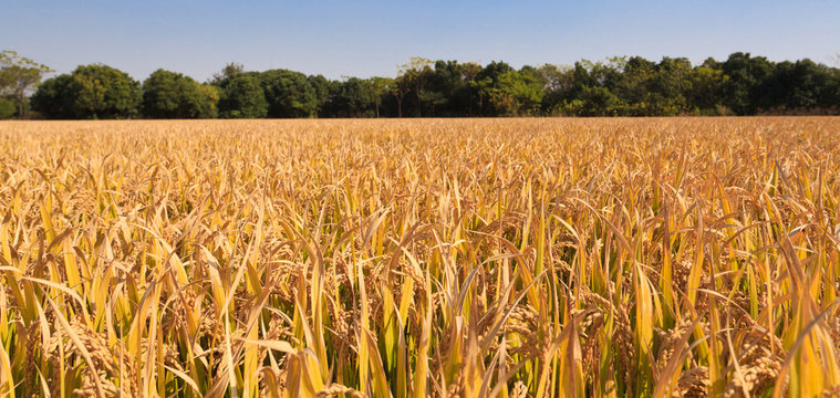 Mature rice fields