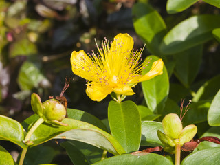 St. John's Wort or Yellow Rose of Sharon, Hypericum calycinum, flower close-up, selective focus, shallow DOF