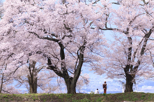 桜並木と人