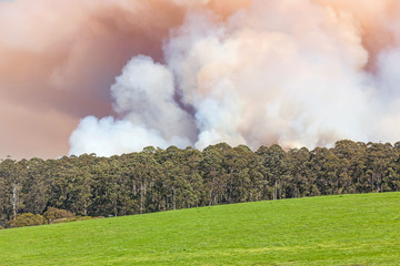 Forest Fire in Australia