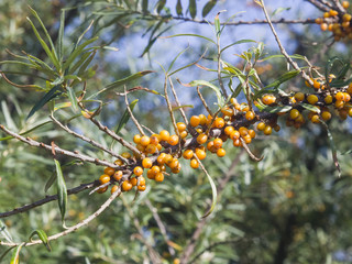 Sea buckthorn, Hippophae, berries riping on branch, close-up, selective focus, shallow DOF