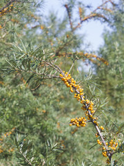 Sea buckthorn, Hippophae, berries riping on branch, close-up, selective focus, shallow DOF