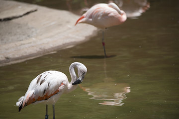 Fototapeta na wymiar Flamingos Grooming